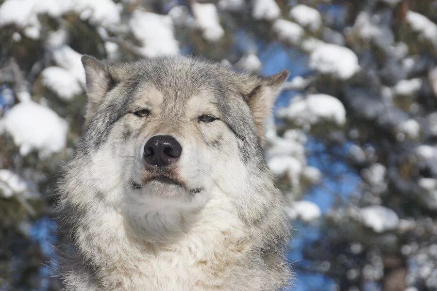 оскал волка. волчонок лобо. довольный волк. волк с высунутым языком. радостный волк.