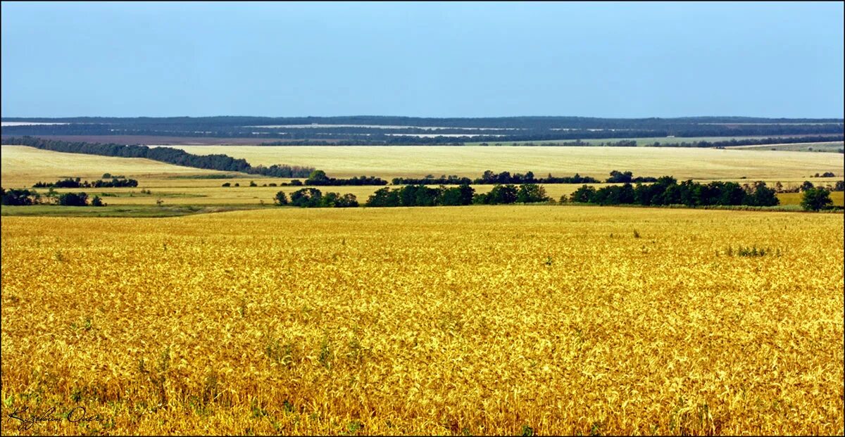 Почему урожай на полях защищенных лесополосами особенно. Хлебные поля Краснодарского края. Ростовская область хлебные поля. Степи Кубани. Плодородные степи Кубани.