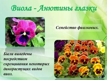Описание анютиных глазок