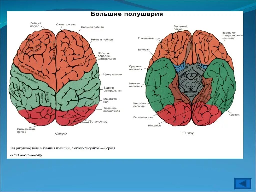 Полушария переднего мозга. Передний мозг левое полушарие. Передний мозг функции. Функции полушарий.