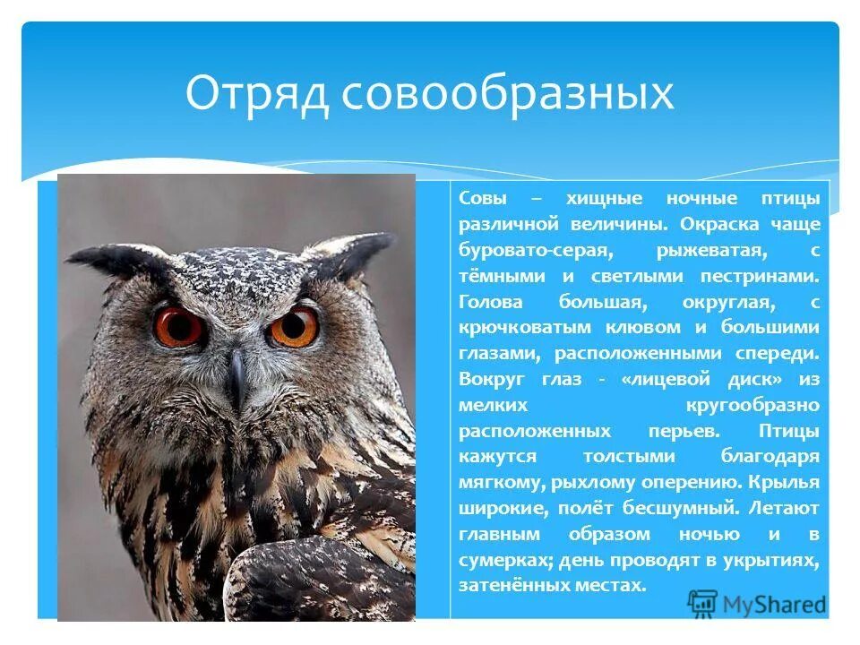 сведения о сове. экологическое описание совы. экологическое описание совы. сова для презентации. описание филина.