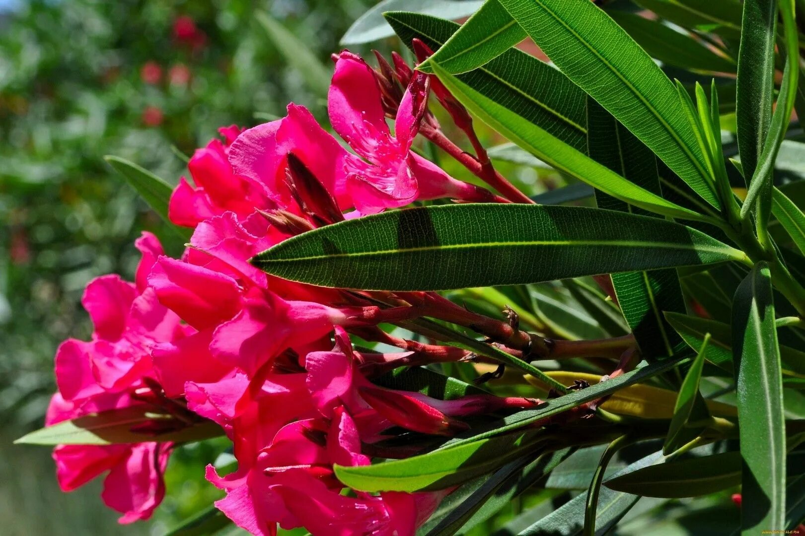 Тюльпановое дерево северной америки. Южные цветы названия. Тюльпанное дерево (лириодендрон). Гибискус красный. Бугенвиллия фуксия.