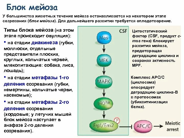 Профаза 2 деления мейоза. Развитие половых клеток. Деление клетки мейоз схема. Фазы мейоза хромосомы. Фазы деления митоза и мейоза.