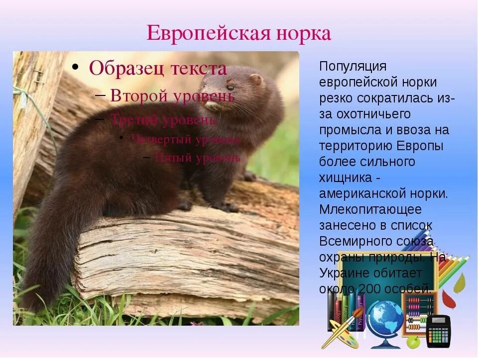 Европейская норка занесена в красную книгу. Стих про хорька для детей. У речки на пригорке чья-то норка зовут. Загадка про норку. Норка загадка.