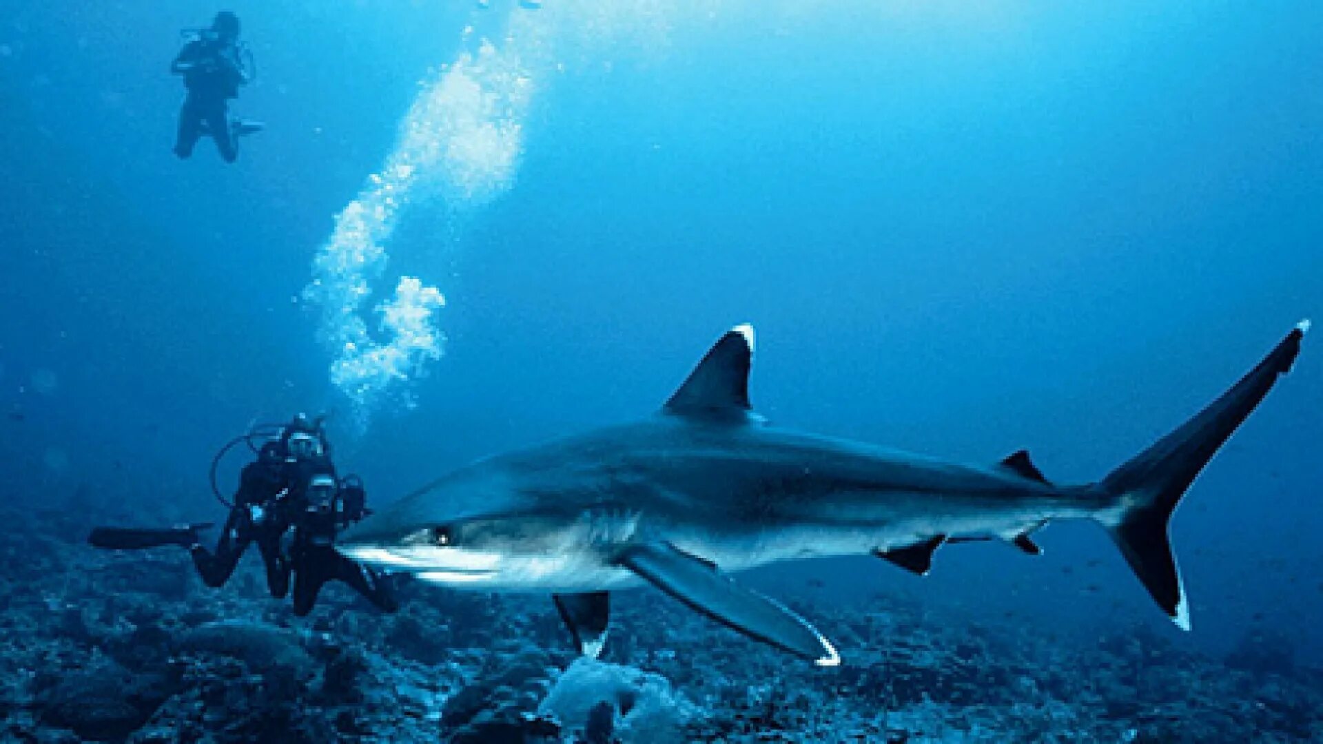 акулы в шарм эль шейхе 2024