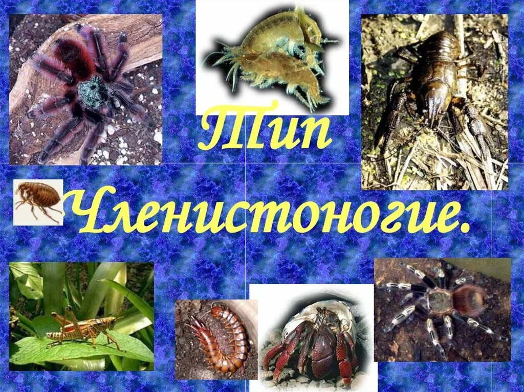 Представители класса типа членистоногие. Членистоногие презентация. представители типа членистоногих. членистоногие слайд. тип членистоногие arthropoda.