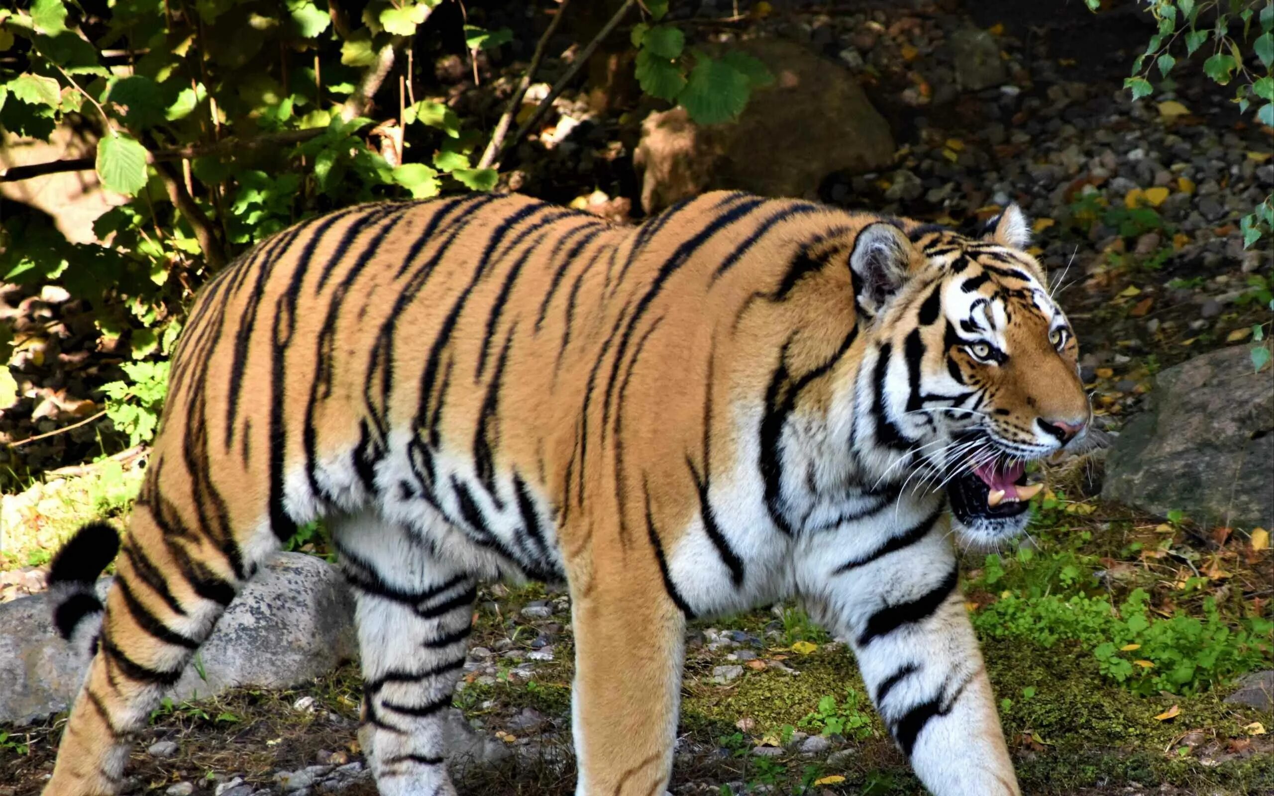 Тигровая 1. Тигр зевает. Тигровая 1. Arignar anna zoological park. Саша тигр.