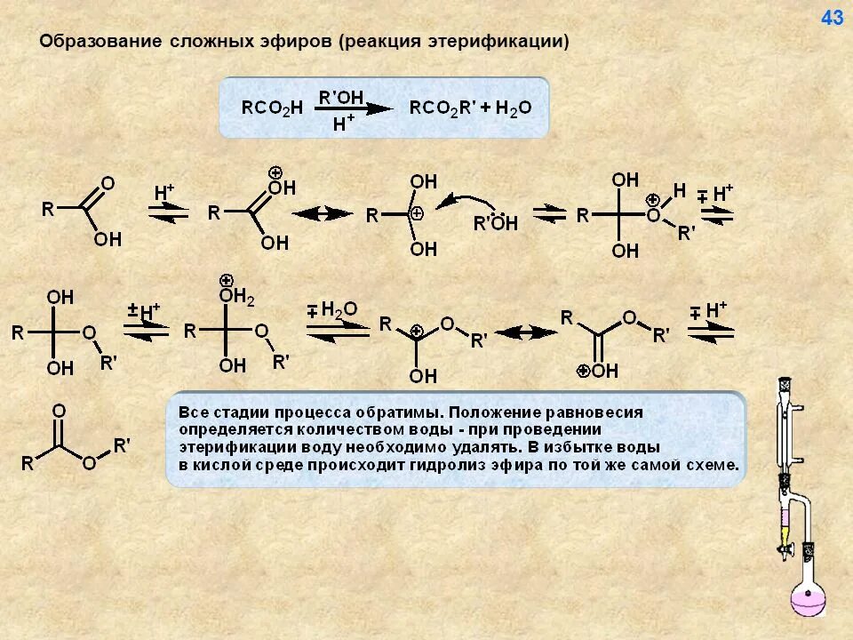 Механизм реакции этерификации сложных эфиров. Механизм образования сложных эфиров. Реакция этерификации образование сложных эфиров. Реакция этерификации альдегидов.