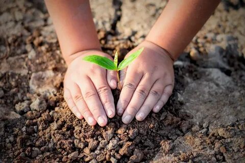 Ecological plants