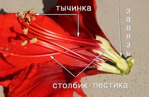 Столбик тычинка