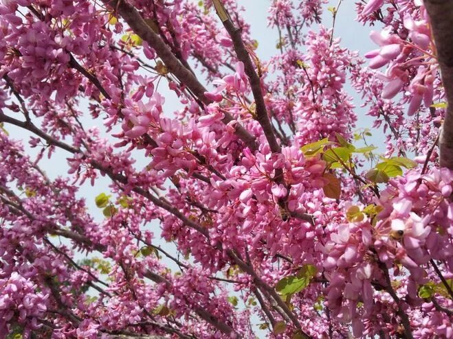 Иудово дерево фото Иудино дерево (Cercis siliquastrum) :: Олег Шендерюк Социальная сеть ФотоКто