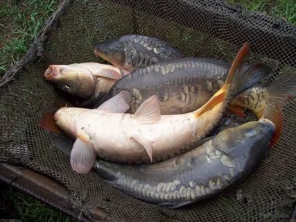 Рыбалка зеркальный