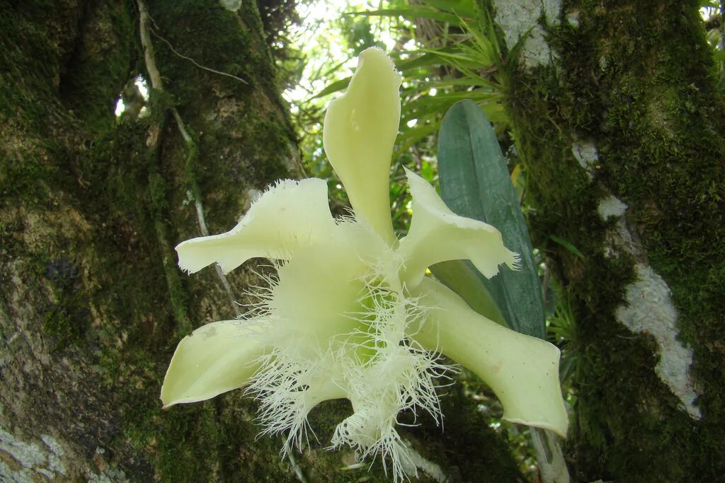 Эпифит и дерево тип. Орхидея Rhyncholaelia digbyana. Орхидея эпифит. Тропическая Орхидея эпифит. Фаленопсис эпифит.