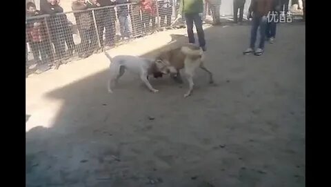 Бой алабая против
