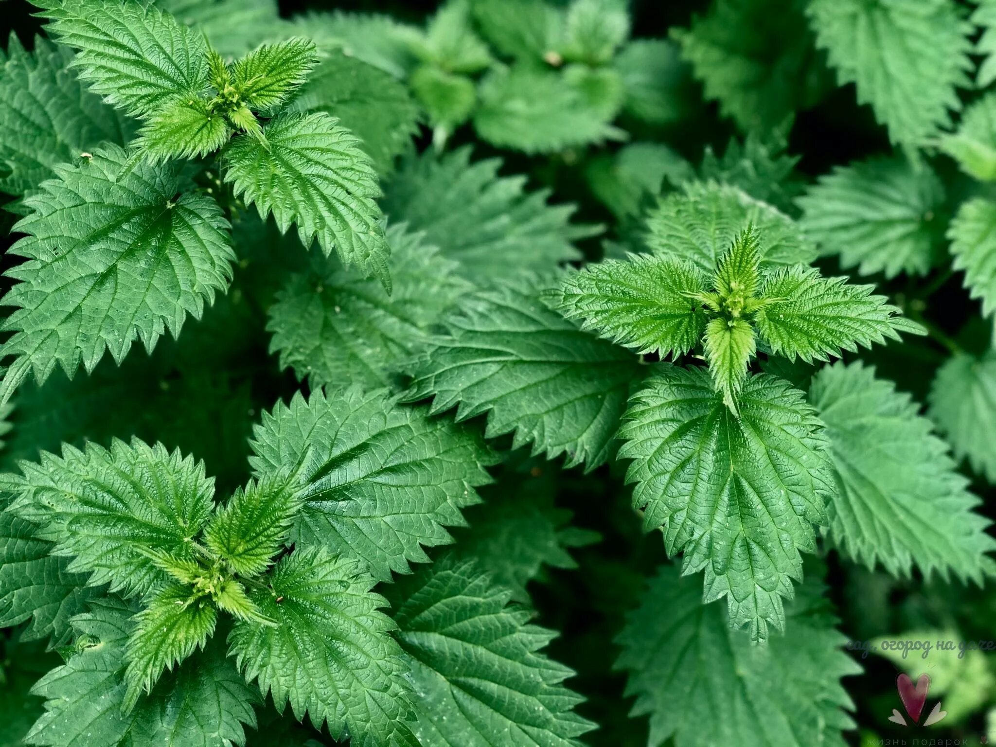 Крапива весной. Крапива двудомная. Крапива двудомная (Urtica dioica). Крапива двудомная (Urtíca dióica). Крапива двудомная (Urtica dioica l.).