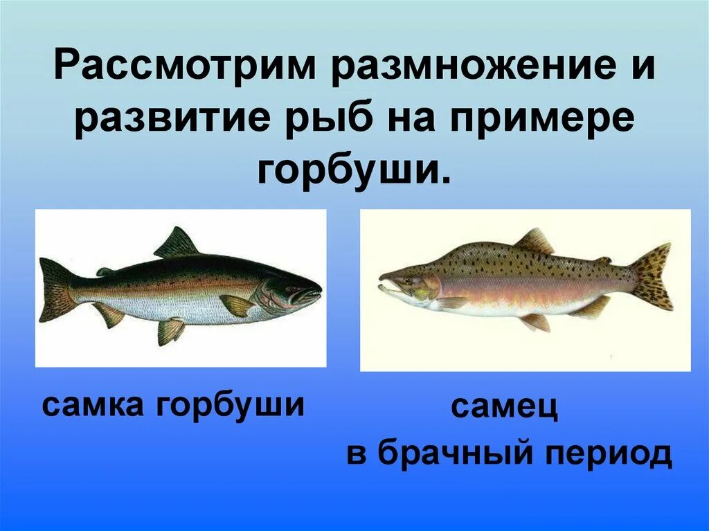 Как определить горбушу девочку