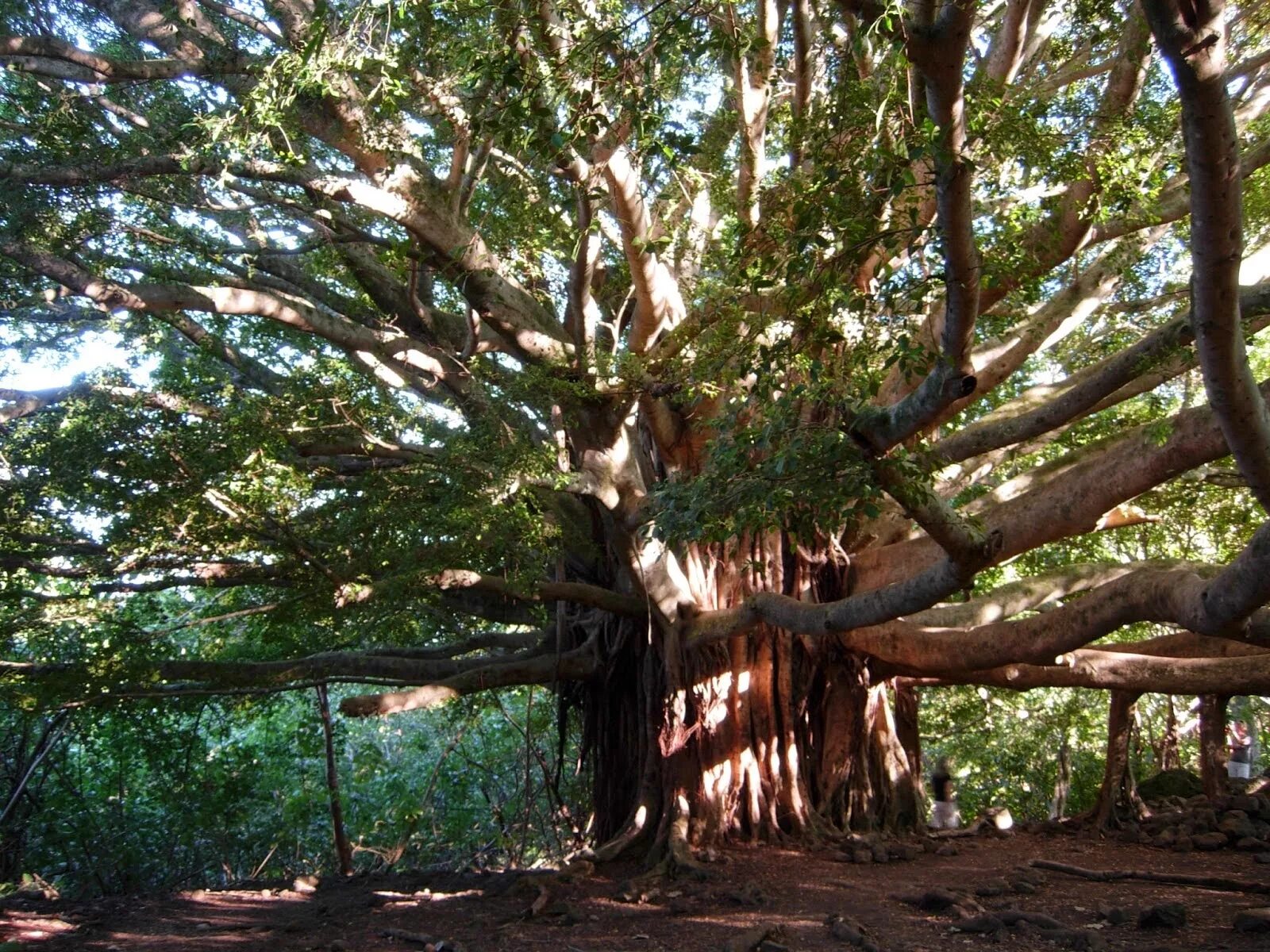 Деревья на шри ланке. Дерево Бодхи Шри Ланка. Дерево Будды Баньян. Баньян: дерево Махабодхи. Дерево Бодхи (Ficus religiosa).