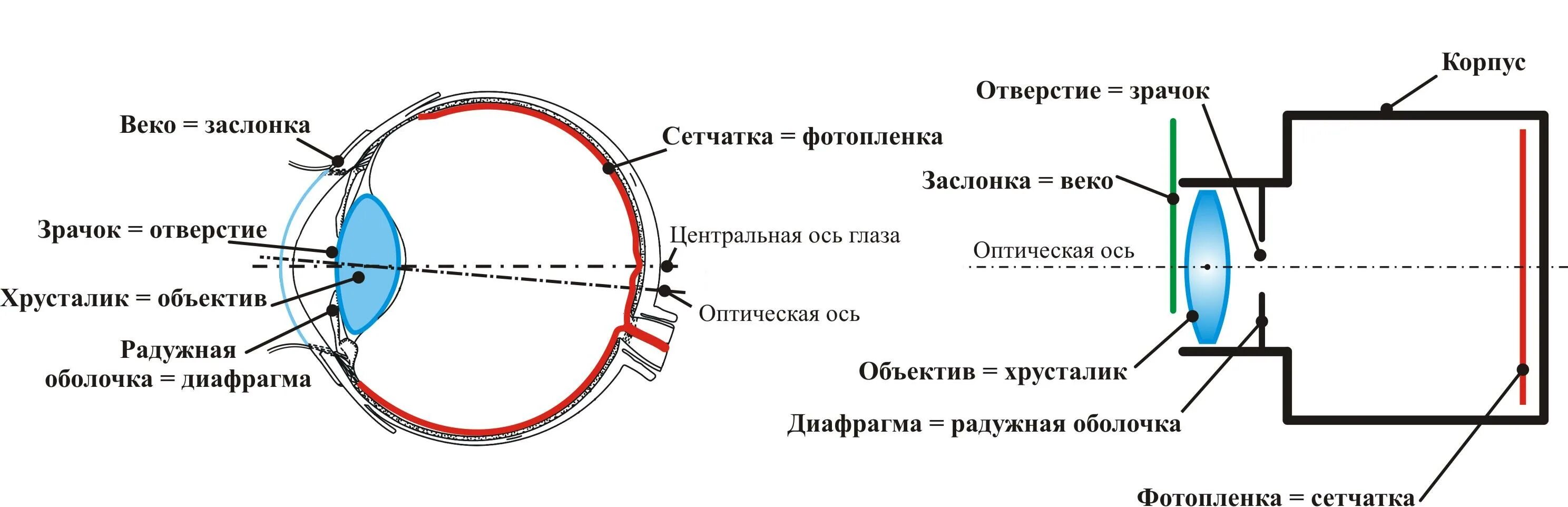 Какую функцию выполняет объектив 5 класс