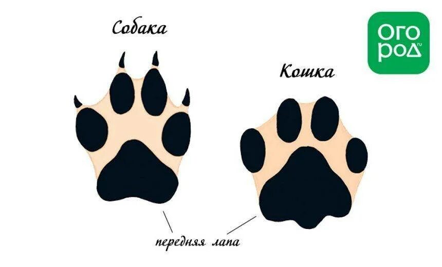 Как отличить следы. Следы кошки и собаки. След собаки. Кошачьи и собачьи следы. Лапа собаки.