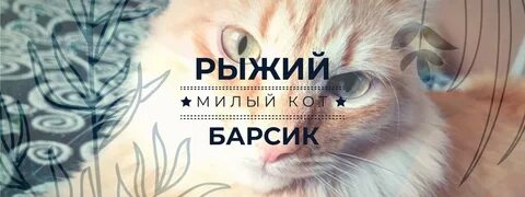 Рыжий кот дзен