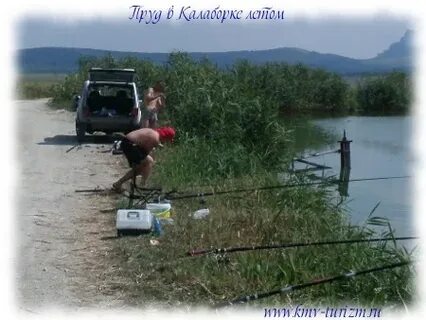 Золотой карп калаборка