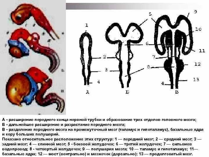 Нервная трубка сохраняется у взрослых
