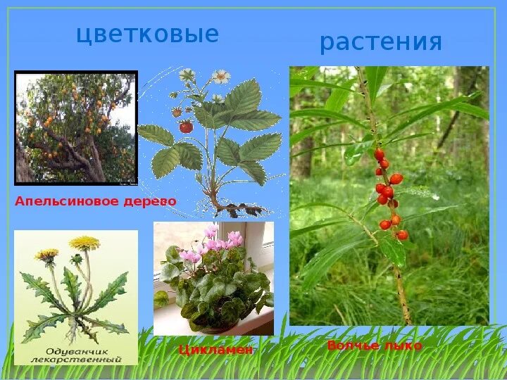 Название растений из двух слов. Виды цветковых растений. Цветковые растения названия. Название цветковых растений. Wdtnrjdstрастения названия.