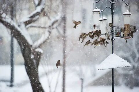 Птицы зима мероприятие