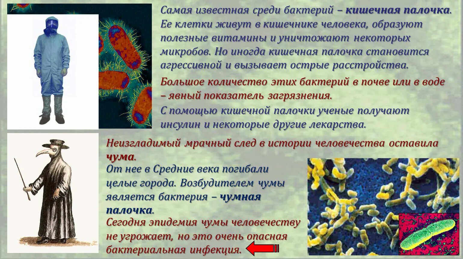 К гнилостным бактериям относятся. Гнилостные микроорганизмы. Бактерии и их роль. Бактерии в жизни человека. Гнилостные бактерии роль.