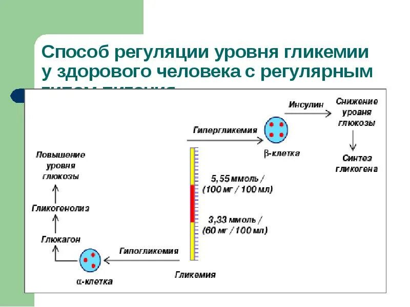 Создание искусственно синтезированного инсулина. Схема выработки инсулина. регуляция синтеза инсулина биохимия. инсулин схема действия гормона. схема синтеза инсулина фармакология.