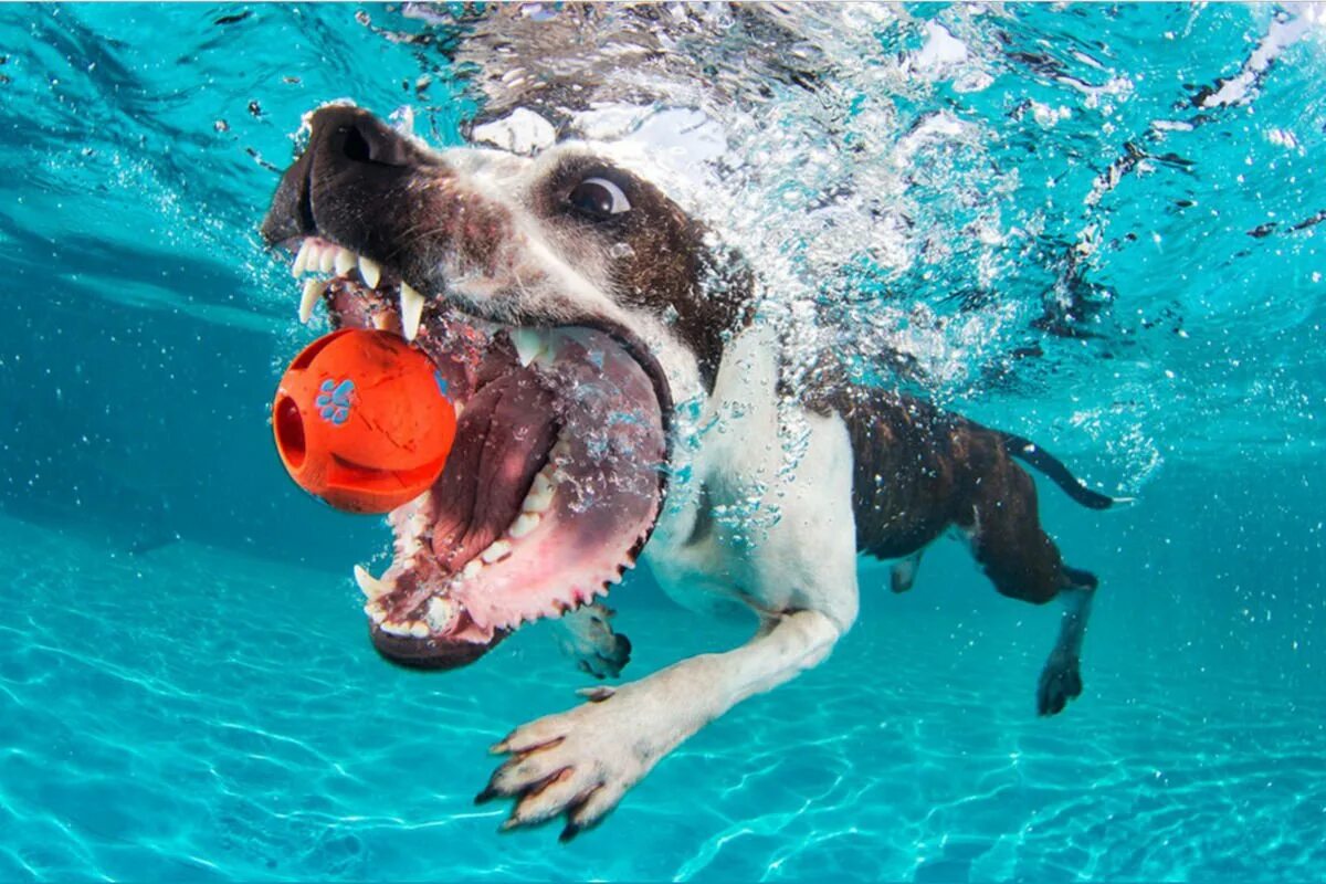 Учи рыбу плавать а собаку лаять. Собака под водой. Собаки ныряльщики. Ныряющая собака. Собака плывет.