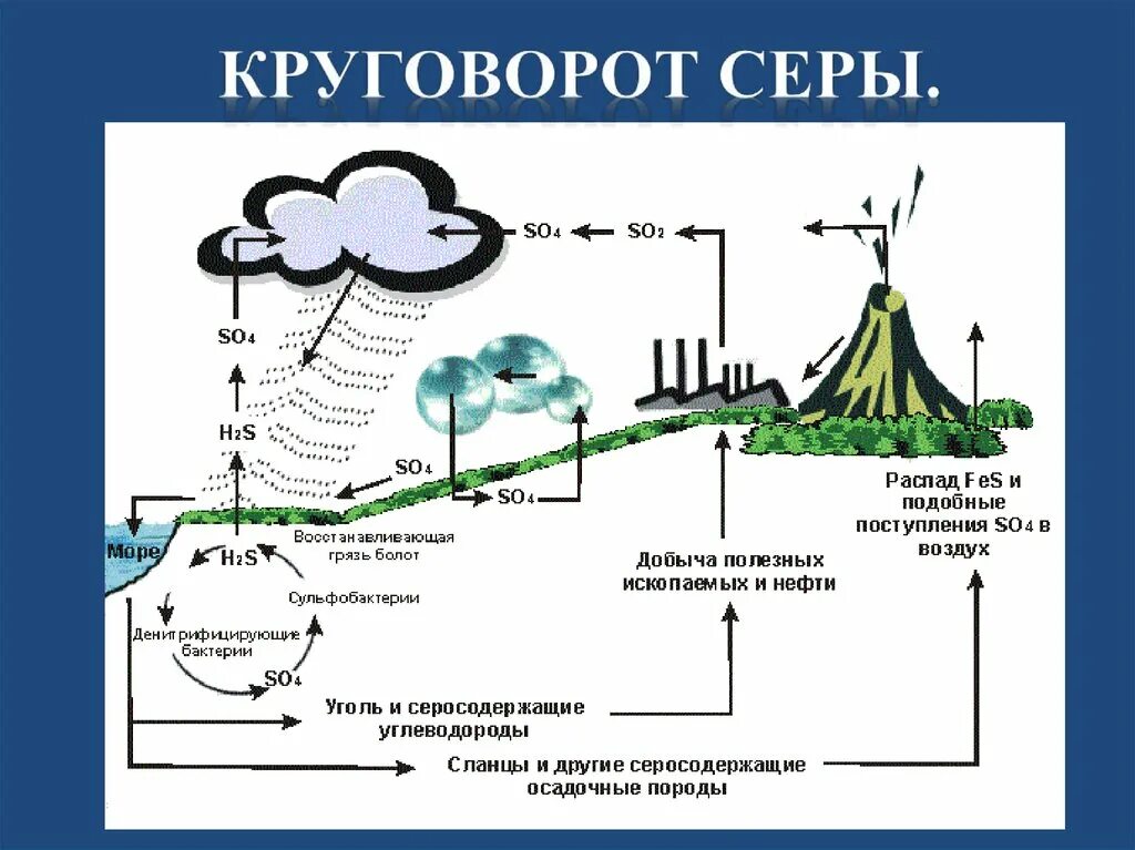 Распад растений. Круговорот углерода в биосфере. Круговорот веществ серы схема. Схема круговорота углерода и серы. Круговорот азота углерода фосфора.