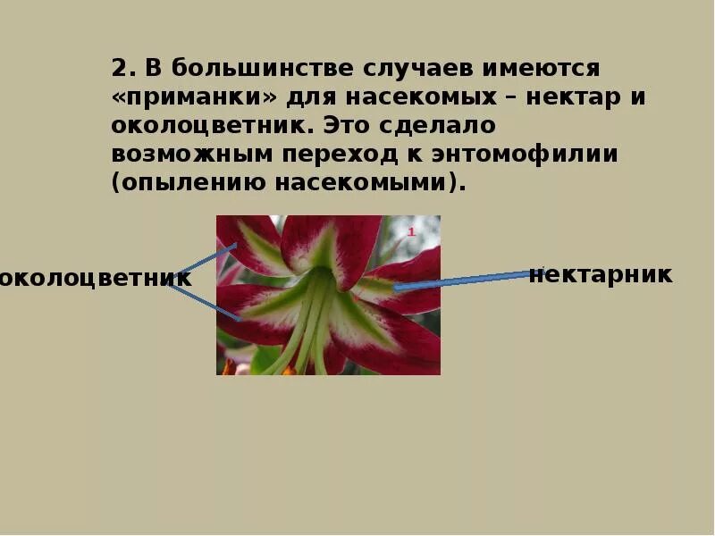 Ароморфозы цветковых растений. Ароморфозы покрытосеменных. Примеры ароморфоза у растений. Ароморфозы покрытосеменных растений.