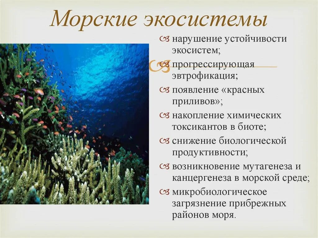 Изучите фрагмент экосистемы океана представленный. Экосистема моря. Морские экосистемы. Морские экосистемы презентация. Типы морских экосистем.