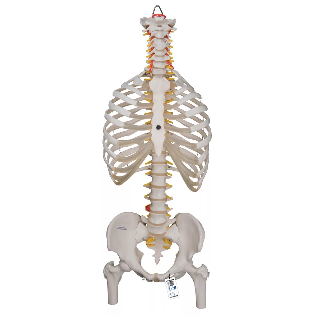 Скелет человека спина. Скелет грудной клетки. Позвоночник и ребра. Позвоночник и грудная клетка. Человеческий скелет позвоночник и грудная клетка.