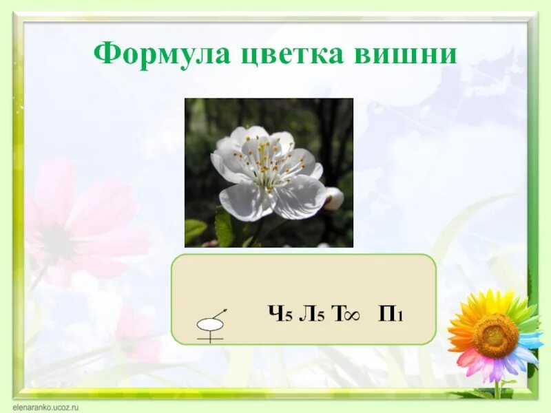 Ч0л5т5п1 формула какого цветка. Формула тычиночного цветка вишни. Формула цветка яблони биология 6 класс. Формула цветка вишни ботаника. Формула цветка вишни.