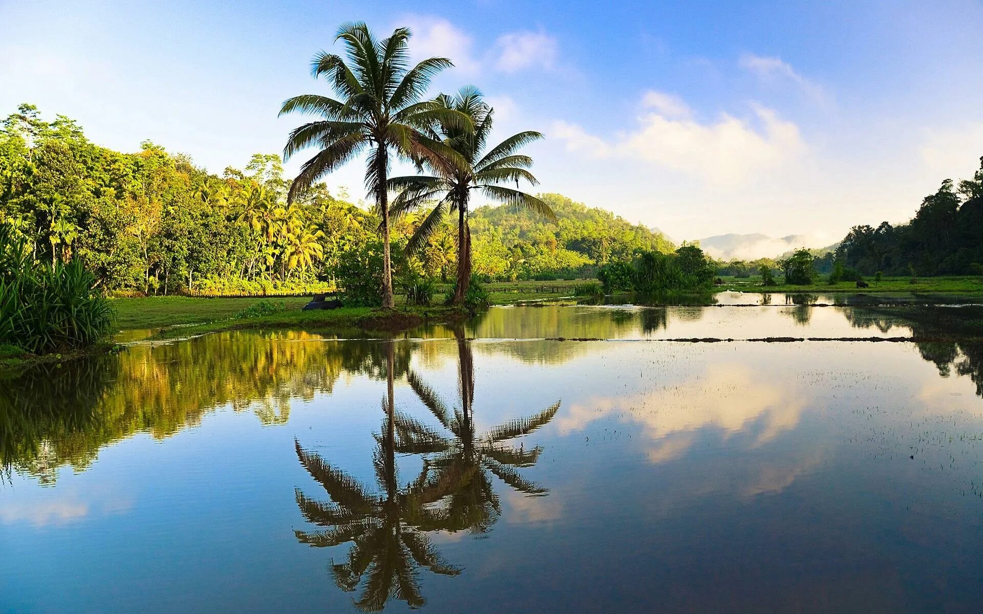 Остров Цейлон. Шри Ланка природа. Синхараджа Шри Ланка. Цвета шри ланки