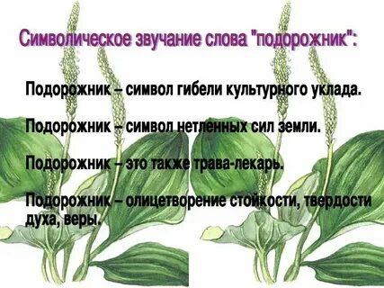 Какой суффикс в слове подорожник