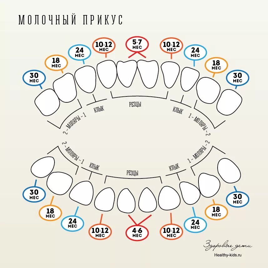 Во сколько выпадают первые зубы. Схема зубов у ребенка как лезут до 1 года. зубы у детей схема прорезывания молочных зубов. схема вылезания зубов у ребенка молочных. порядок роста молочных зубов у детей схема.