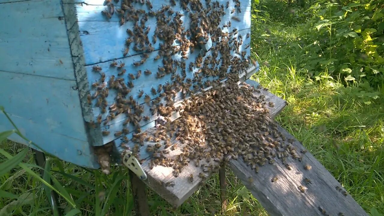 Рой в роевне. Рой пчёл перед роением. Рой пчел в роевне. Рой пчел у улья. Купить пчелосемьи в воронежской области 2024 году