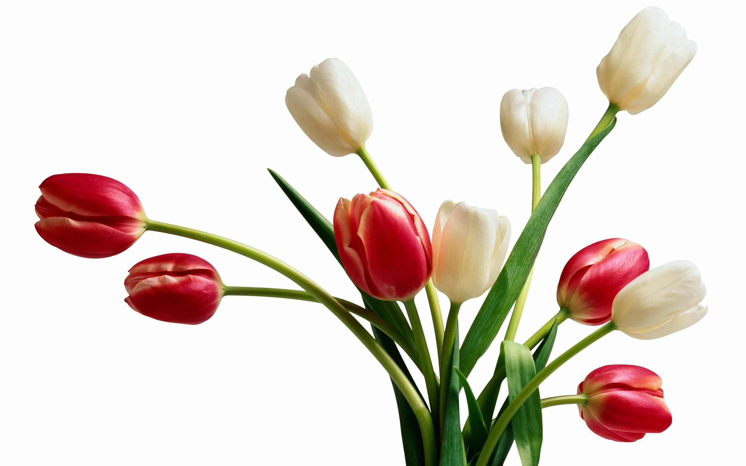 3 красных тюльпана. Цветы тюльпаны. Тюльпаны на белом фоне. Цветы на белом фоне. Букет тюльпанов.
