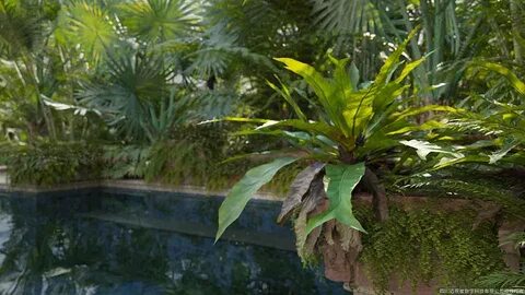 Maxtree plant models