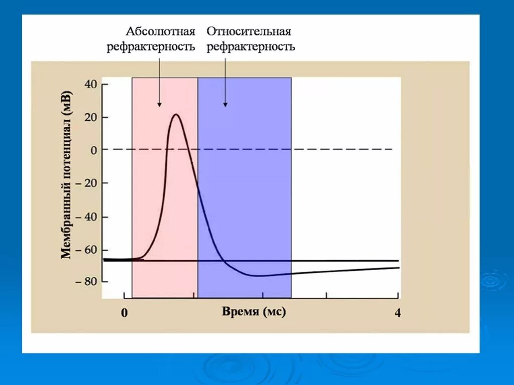 Механизм возникновения рефрактерности физиология. Фаза относительной рефрактерности. Рефрактерность и ее фазы физиология. Механизм абсолютной рефрактерности.