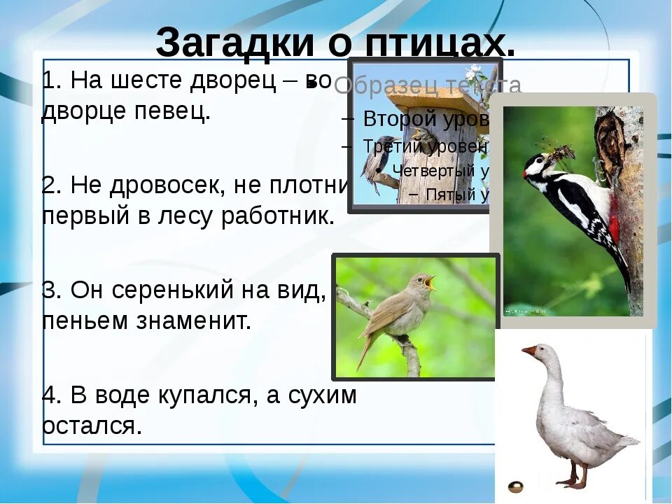 Загадки про птиц. Загадки про птиц для дошкольников. Загадки про животных и птиц. Загадки про перелетных птиц.