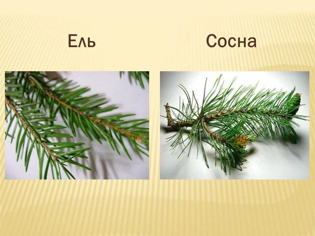 Чем отличается сосна от хвои. Ель и сосна. отличие ели и сосны. различие сосны и ели. ель окружающий мир.