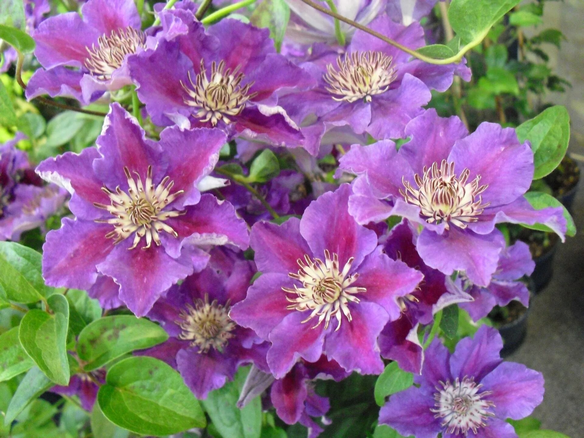 Клематис ашва. Клематис ашва (Ashva). Клематис ашва Clematis Ashva. Клематис (Clematis Ashva). Клематис ашва описание сорта