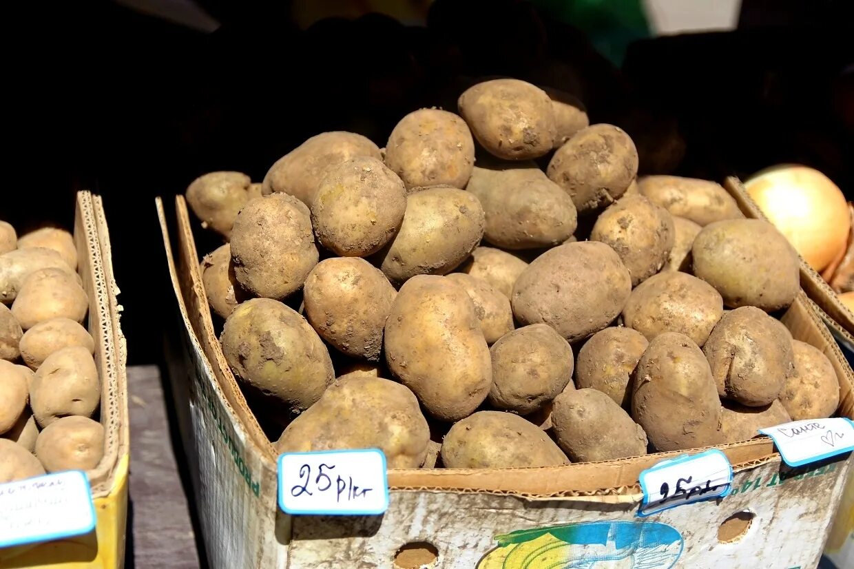 Старый картофель. Картошка на рынке. Картофель второй хлеб. Картофель на рынке в Стародубе. Купить кг картошки