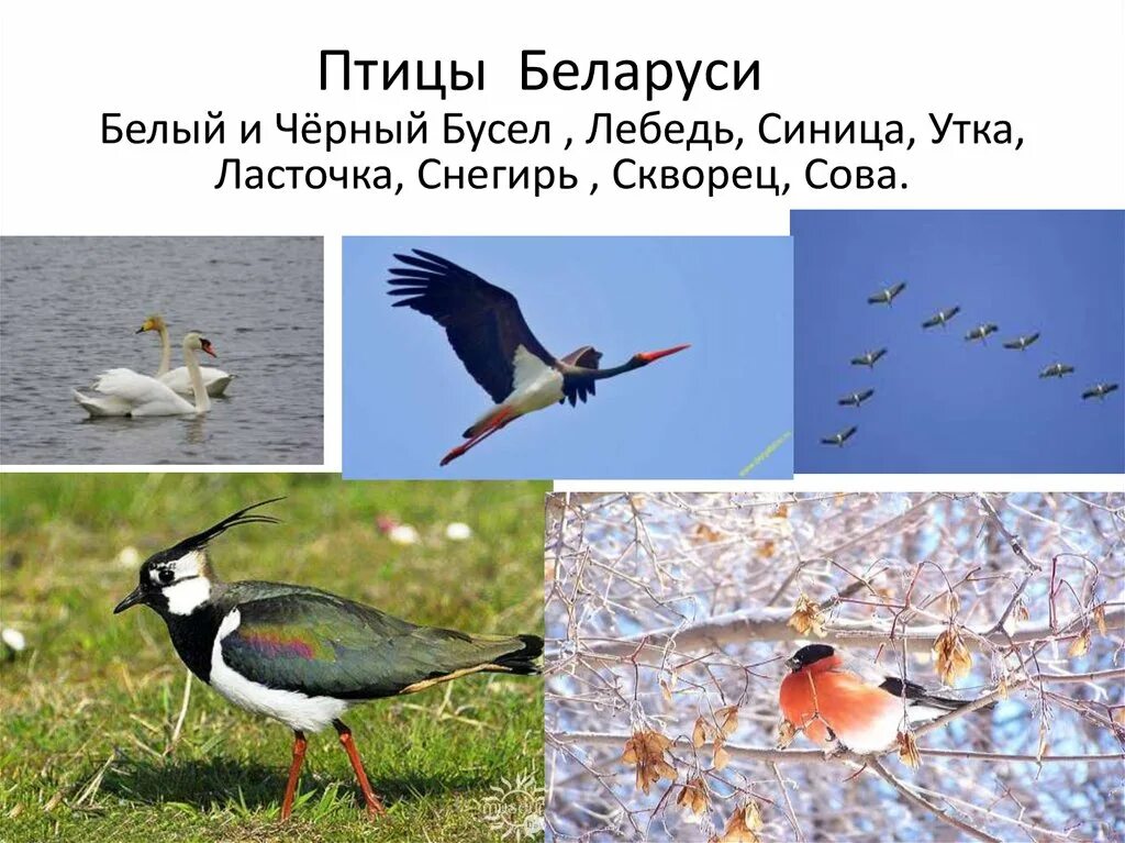 Птицы беларуси. Птицы беларуси презентация. Белобрюхий стриж фото. Птицы леса. Птицы беларуси презентация.