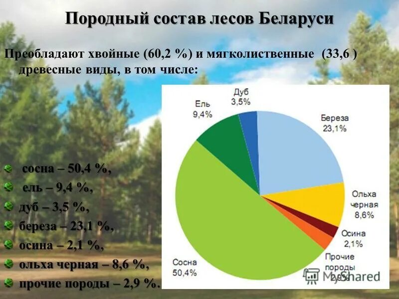 В этой природной зоне преобладают хвойные