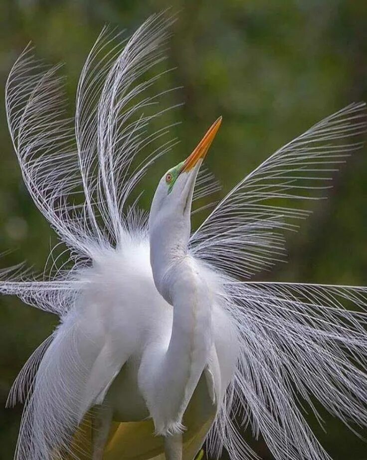 Не обыкновенная или необыкновенная. Необычные птицы. Красивые птицы. Экзотические птицы. Невероятно красивые птицы.